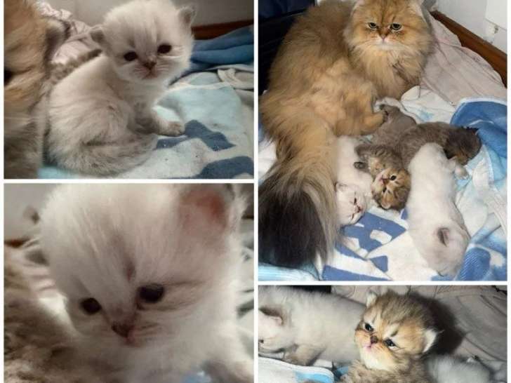 Réservation de 3 chatons Persans mâles non LOOF nés en mai 2026