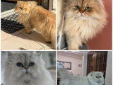 Réservation de 3 chatons Persans mâles non LOOF nés en mai 2026