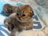 Réservation de 3 chatons Persans mâles non LOOF nés en mai 2026