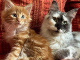 2 chatons Maine Coon LOOF nés en avril 2026 à réserver