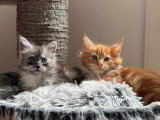 2 chatons Maine Coon LOOF nés en avril 2026 à réserver