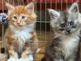 2 chatons Maine Coon LOOF nés en avril 2026 à réserver