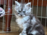 2 chatons Maine Coon LOOF nés en avril 2026 à réserver