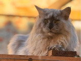 2 chatons Maine Coon LOOF nés en avril 2026 à réserver