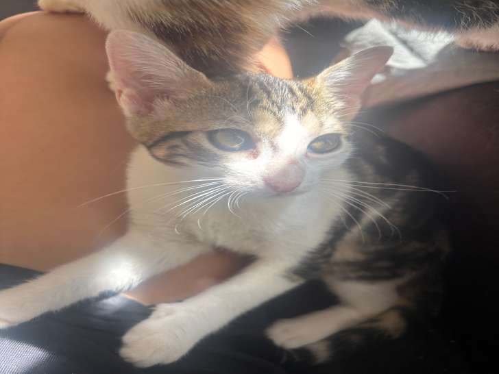 Chatonnes à donner