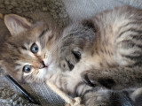 Chatons Sibériens LOOF à vendre