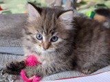 Chatons Sibériens LOOF à vendre