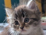 Chatons Sibériens LOOF à vendre