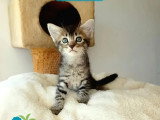 À adopter : chaton mâle tigré de 2 mois