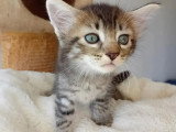 À adopter : chaton mâle tigré de 2 mois