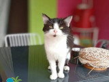 En attente d'un foyer : chaton femelle de 10 mois, noir et blanc