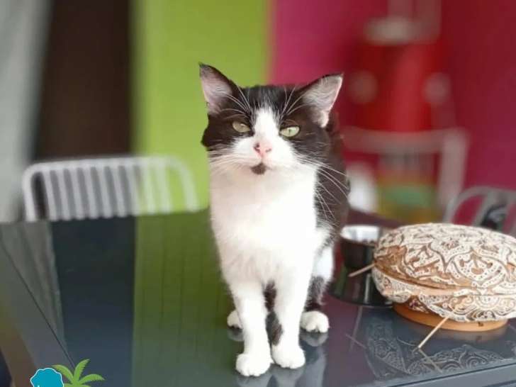 En attente d'un foyer : chaton femelle de 10 mois, noir et blanc