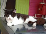 En attente d'un foyer : chaton femelle de 10 mois, noir et blanc