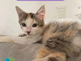 À la recherche d'une famille : chaton femelle tricolore de 3 mois