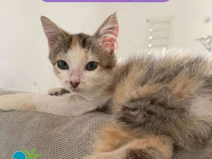 À la recherche d'une famille : chaton femelle tricolore de 3 mois