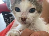 À la recherche d'une famille : chaton femelle tricolore de 3 mois