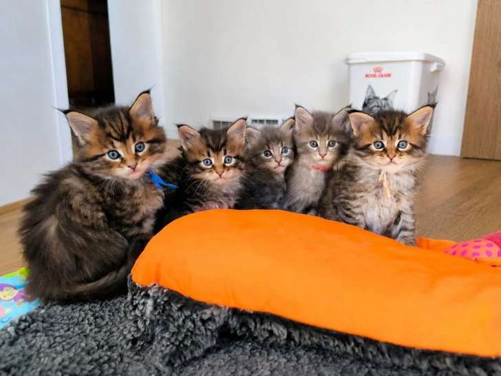 5 chatons Maine Coon LOOF d'avril 2026 en vente