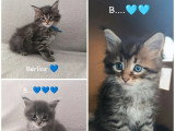 5 chatons Maine Coon LOOF d'avril 2026 en vente