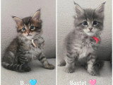 5 chatons Maine Coon LOOF d'avril 2026 en vente