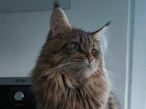 5 chatons Maine Coon LOOF d'avril 2026 en vente