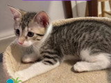 Prêt pour l'adoption : chaton femelle tigrée de 2 mois