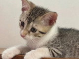 Prêt pour l'adoption : chaton femelle tigrée de 2 mois