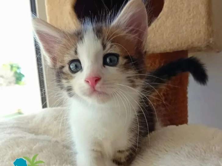 Disponible à l'adoption : chaton femelle tricolore de 2 mois