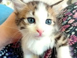 Disponible à l'adoption : chaton femelle tricolore de 2 mois