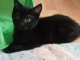 À adopter : chaton mâle noir de 2 mois