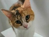 En attente d'adoption : chatte tricolore d'un an