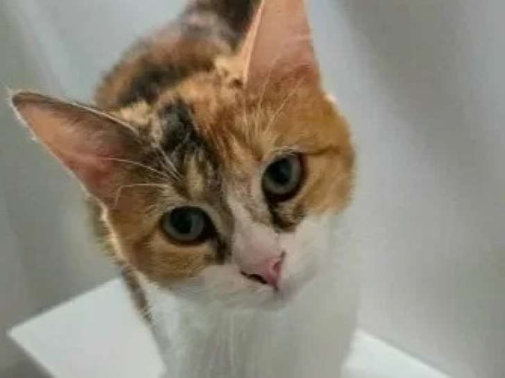 En attente d'adoption : chatte tricolore d'un an