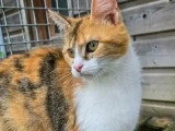 En attente d'adoption : chatte tricolore d'un an