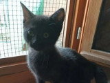À accueillir : chaton mâle noir de 3 mois