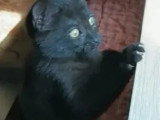 À accueillir : chaton mâle noir de 3 mois