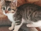 Adoption disponible : chaton femelle tigré et blanc de 3 mois