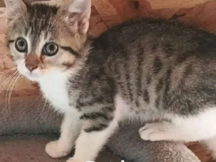 Adoption disponible : chaton femelle tigré et blanc de 3 mois