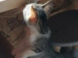 Adoption disponible : chaton femelle tigré et blanc de 3 mois