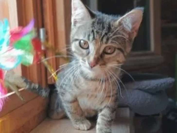À la recherche d'une famille : chaton femelle tigrée de 3 mois