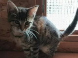 À la recherche d'une famille : chaton femelle tigrée de 3 mois