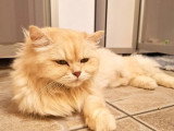 6 chatons British Shorthair LOOF à réserver nés en mai 2026