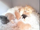 6 chatons British Shorthair LOOF à réserver nés en mai 2026