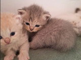 6 chatons British Shorthair LOOF à réserver nés en mai 2026