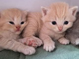 6 chatons British Shorthair LOOF à réserver nés en mai 2026