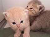 6 chatons British Shorthair LOOF à réserver nés en mai 2026