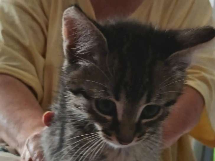 Prêt pour l'adoption : chaton mâle tigré de 2 mois