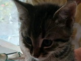 Prêt pour l'adoption : chaton mâle tigré de 2 mois