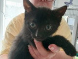 À adopter : chaton mâle noir de 2 mois