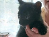À adopter : chaton mâle noir de 2 mois