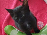 En attente d'adoption : chaton femelle noir et blanc de 2 mois