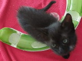 En attente d'adoption : chaton femelle noir et blanc de 2 mois